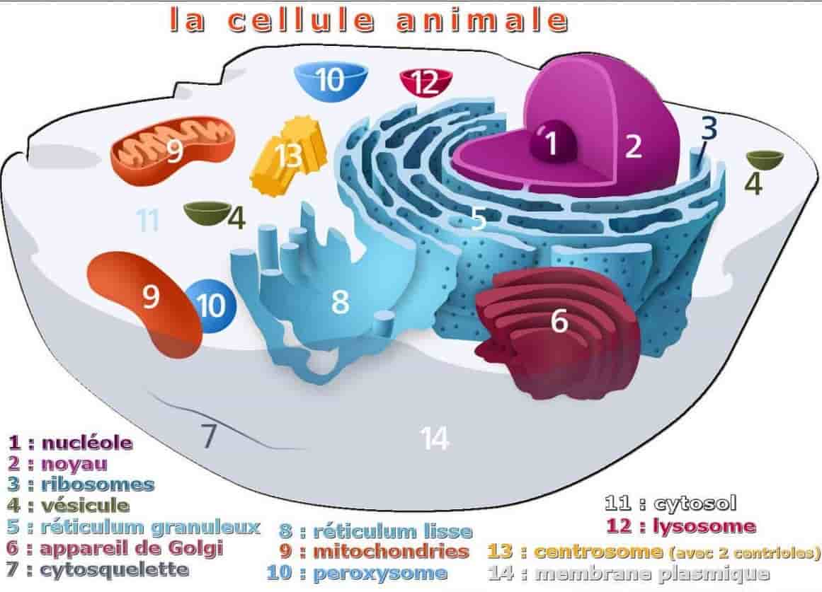 Cellule