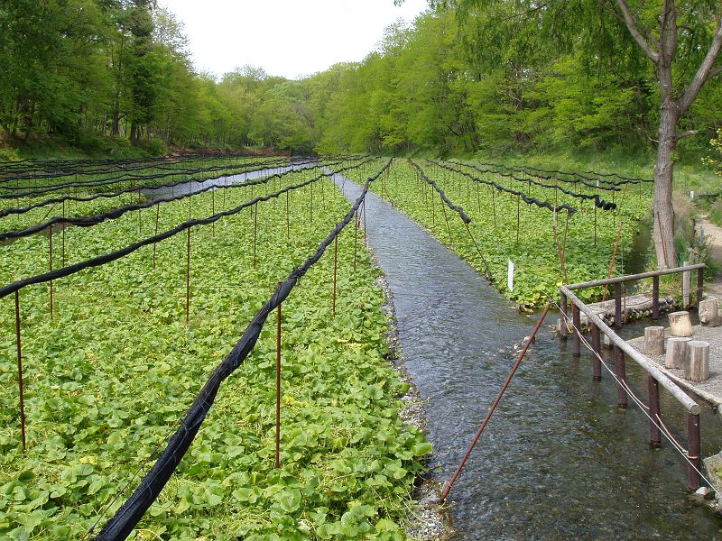 wasabi culture